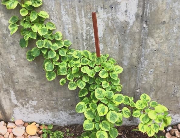 Hydrangea ‘Mirranda’ Live Variegated Climbing Vine – Rare Self-Clinging Hydrangea – Large White Lacecap Flowers – Hardy Shade Vine – 4” Pot - Image 7