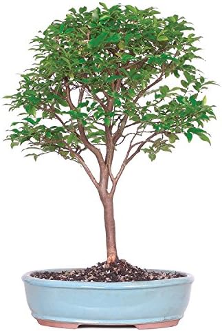 Brussel's Bonsai - Medium Live Bonsai Tree, Potted Indoor Plant by BrusselsBonsai