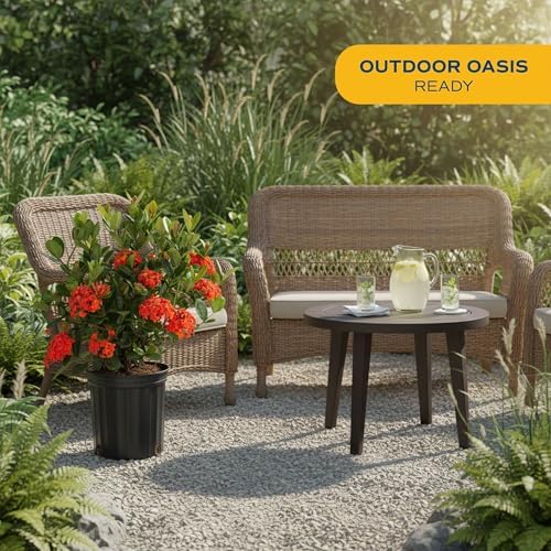 Costa Farms Ixora, Live Outdoor Plant, Easy Care, Home Decor - Image 2