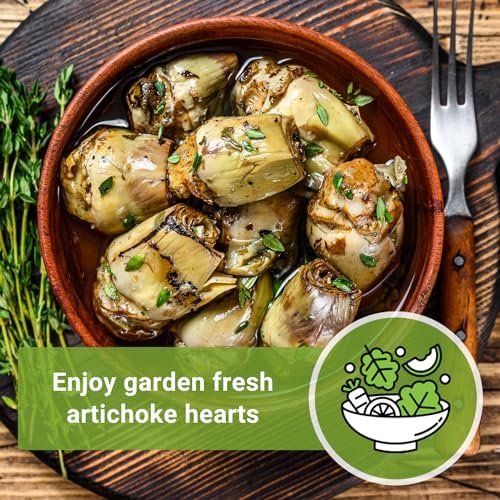 Sow Right Seeds - Green Globe Artichoke Seed for Planting Outdoor Perennial - Image 3