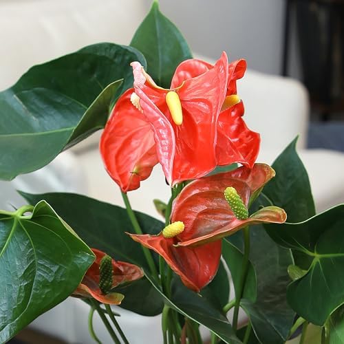 Orange Anthurium Live Plant Decor (Approx. 11-14" Tall), Real Flowers/House Plants in 4" White Pot, Floral Air Purifying Houseplants, Cool & Unique Gifts by Plants for Pets - Image 2