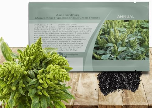 Outsidepride Green Thumb Amaranthus Seeds - 10000 Pcs Easy to Grow, Drought Tolerant Annual Amaranth Seeds for Planting with Colorful Spikes, for Cut Flower Arrangements, Flower Beds & Borders by Outsidepride