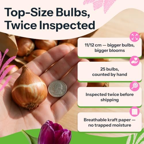 20 Kansas Proud Triumph Tulipa, Tulip Bulbs for Fall Planting - Image 3
