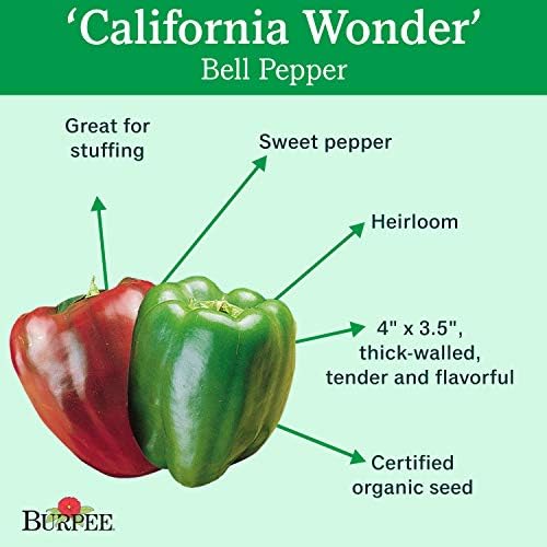 Burpee California Wonder (Organic) Sweet Pepper Seeds 300 seeds - Image 2