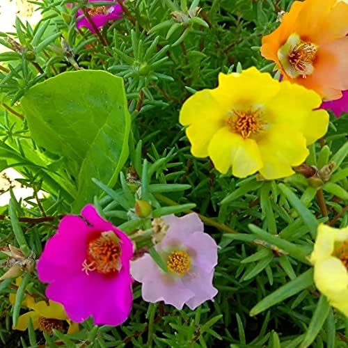 Purslane Large Flower Seed Mix Portulaca Grandiflora Seeds for Planting About 1000 Seeds - Image 2