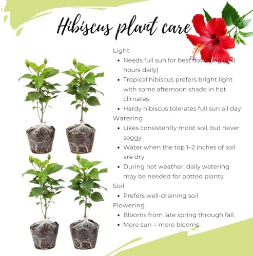 4 Red Hibiscus Plants Live, Cold Hardy Flower Bush, 4-7" Tall - Image 4