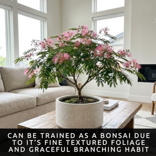20 Albizia Julibrissin Mimosa Bonsai Tree Seeds for Planting | Persian Pink Silk Tree Seeds | Ornamental Flowering Bonsai Tree | Pink Powder Puff Blooms - Image 3