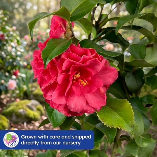 Blue Ridge Sunset Camellia, Live Evergreen Flowering Shrub, 3 Gallon - Image 7