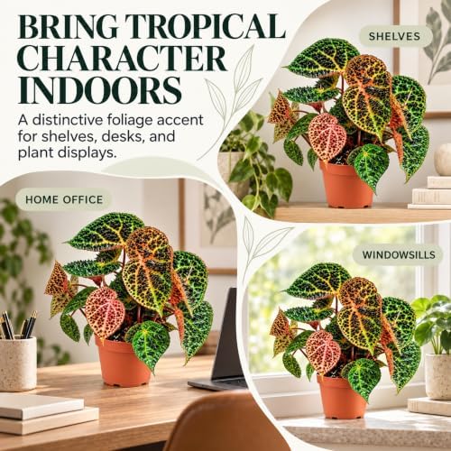 Begonia Ferox Live Houseplant - Rare Spiked Fierce Rooted Starter Plant - Image 4