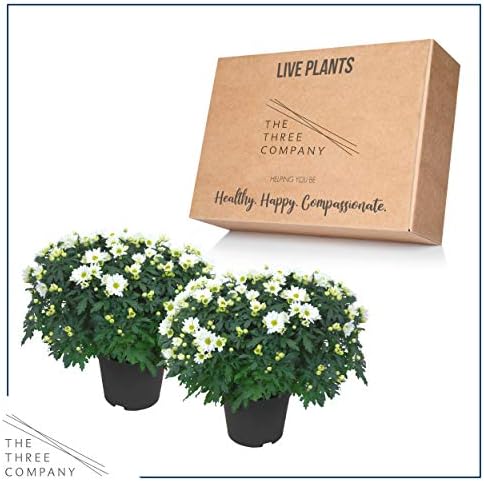 Chrysanthemum (2 Pack) - White Blooms, Live Fall Flowering Perennial, 13" Tall by 12" Wide in 3 Qt Pot - Image 5