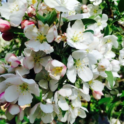 Live Crabapple Plant, 6-10 Inches Tall - Image 3