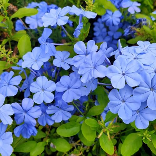 Blue Plumbago Live Plant in 4" Pot - 4-6 Inch Tall, 2 Plants Per Pot - Image 4