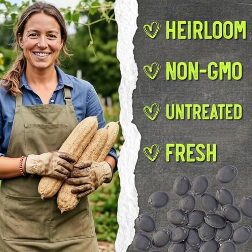 Seed Needs Luffa/Loofah Sponge Gourd Seeds to Plant Vegetables - 2 Packs - Image 6