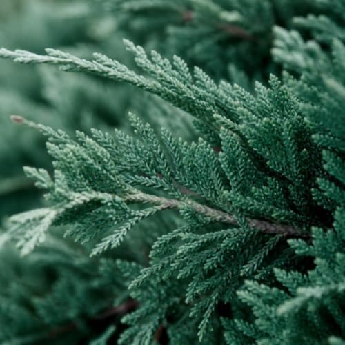 Juniper Bar Harbor - 50 Live Plants - Juniperus Horizontalis - Drought Tolerant Cold Hardy Evergreen Ground Cover - Image 3