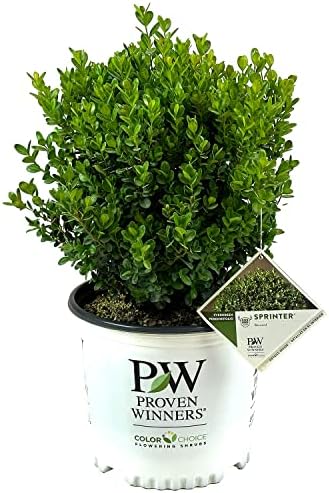 Proven Winners Sprinter Boxwood, Live Evergreen Shrub, 3 Gallon by BloomingBeautiful