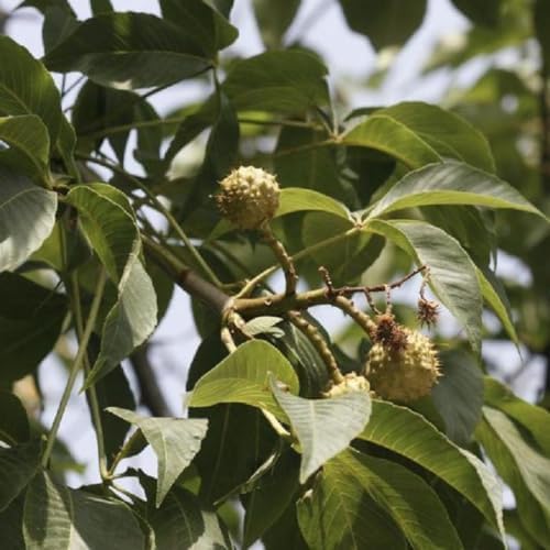 Horse Chestnut Live Tree Plant Dormant, 4-6" Tall - Image 4