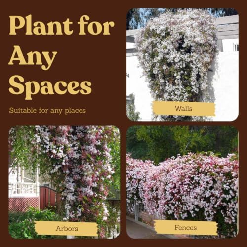 Pink Jasmine Plant Live, Fragrant Jasminum Polyanthum Vine, 2in Pot, 3-Pack - Image 6