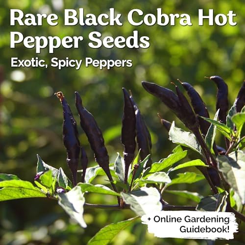 30 Black Cobra Chilli Hot Pepper Heirloom Vegetable Seeds, Capsicum Annuum - Image 2