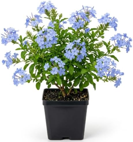 Blue Plumbago Live Plant in 4" Pot - 4-6 Inch Tall, 2 Plants Per Pot by AKTRD