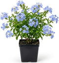 Blue Plumbago Live Plant in 4" Pot - 4-6 Inch Tall, 2 Plants Per Pot by AKTRD