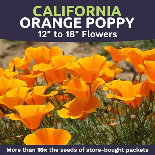 Bulk California Orange Poppy Wildflower Seeds - 5 Pounds - Over 1,600,000 Native Seeds - California State Flower! - Image 4