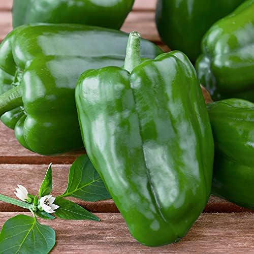 Bonnie Plants Green Bell Pepper Live Vegetable Plants - 4 Pack, Non-GMO, 2 - 3 Ft Plants, 4.5 x 4 Inch Pepper Size - Image 2