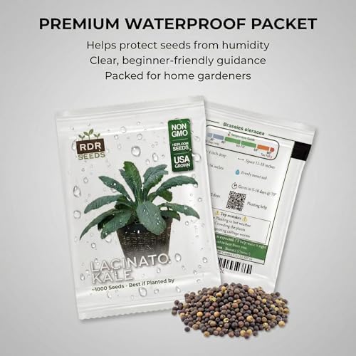1000 Lacinato Kale Seeds for Planting - Tuscan Heirloom Dinosaur Kale, Non-GMO, USA Grown by RDR Seeds - Image 7