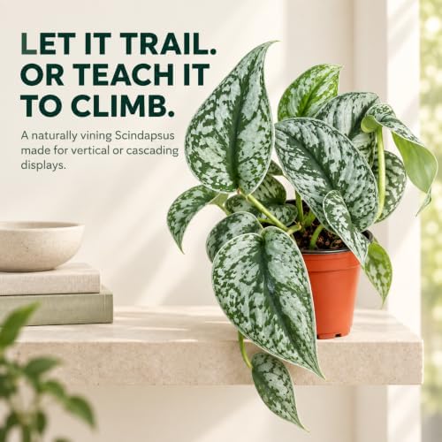Silver Satin Pothos Live Plant - Scindapsus Pictus Exotica - Image 5