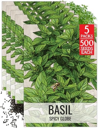 Seed Needs Spicy Globe Basil Seeds to Plant an Herb Garden - 5 Packs by SeedNeeds