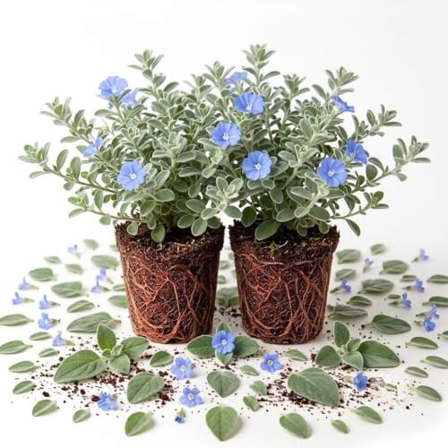 2 Live Evolvulus Blue Daze Plants, 4–6 Inches Tall, Garden Plant - Image 2