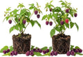 2 Glencoe Thornless Raspberry Plants Live, Berry Bush, 4-8" Tall by PlantsSeedsBulbs