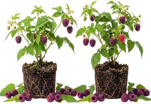 2 Purple Thornless Raspberry Plants Live, Sweet Edible Berry Bush, 4-9" - Image 4