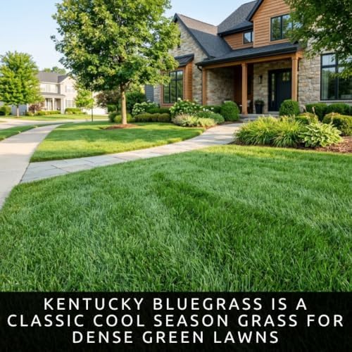 5 lb Kentucky Bluegrass Seed for Planting, Cool Season Lawn Grass - Image 2