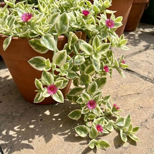 Variegated Delosperma Ice Plant, Succulent Live Plant, 5-7 Inch Tall - Image 5
