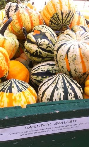 Carnival Squash Seeds - 30+ Count - For 2026 Planting Festival Celebration Delicata Acorn Pumpkin Sweet Dumpling Fall Vegetable Grow Your Own Home Farm Patio Healthy Sustainable Living - Image 7