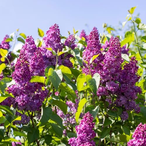 Purple Lilac Plant, Fragrant Syringa Flower Starter Plant, 6-8 Inch Tall - Image 2