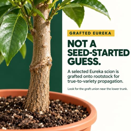 Eureka Lemon Tree Live Plant, Grafted Lemon Plant for Indoor Outdoor - Image 4