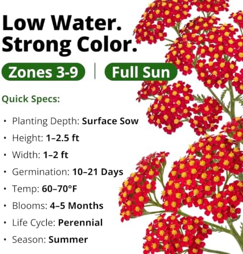 HOME GROWN Red Yarrow Seeds, 2,000 Seeds, Achillea millefolium - Image 3