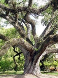 Quercus virginiana Live Oak @ Tree Bonsai Seed 10 Seeds by Unknown