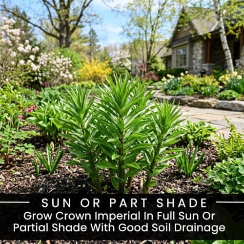 10 Orange Crown Imperial Fritillaria Bulbs – Tall Bell-Shaped Spring Flower - Image 7