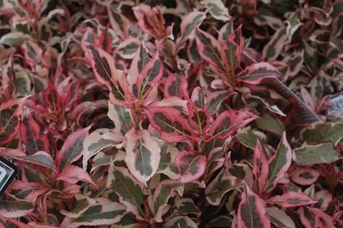 Live Plant from Green Promise Farms - Weigela Florida, My Monet #3 Gallon Size Container Pink Flowers - Image 4