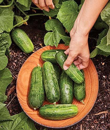 Burpee 'Supremo' Pickling Cucumber Seeds, 30 Non-GMO seeds, Container Friendly - Image 6
