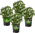 Bonnie Plants Sweet Basil Live Herb Plants - 4 Pack, Warm Season Annual, Italian & Asian Dishes by BonniePlants