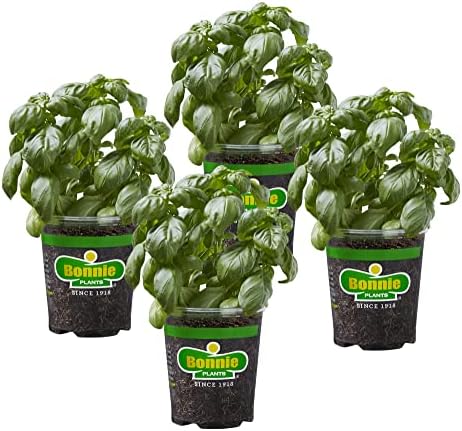 Bonnie Plants Sweet Basil Live Herb Plants - 4 Pack, Warm Season Annual, Italian & Asian Dishes by BonniePlants