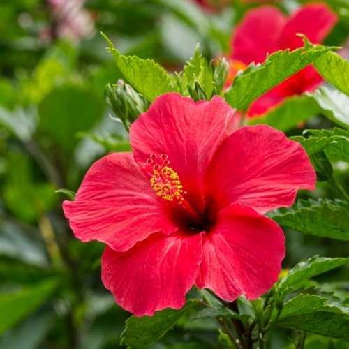 Hardy Red Hibiscus Flower Live Plant, Large Bloom Shrub, 5-8'' Tall - Image 2