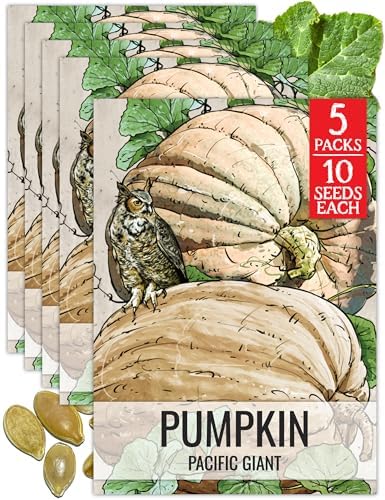 Seed Needs Pacific Giant Pumpkin Seeds to Plant Vegetables - 5 Packs by SeedNeeds