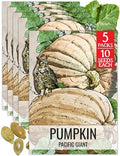 Seed Needs Pacific Giant Pumpkin Seeds to Plant Vegetables - 5 Packs by SeedNeeds