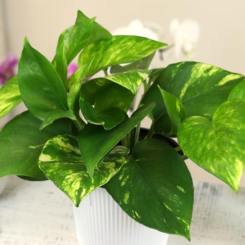 Golden Pothos Plant Live House Plant Live Plants, Trailing Plants Live Houseplants, Golden Pothos Live Plant Houseplant, Live Pothos Devils Ivy Live Plant Money Plant Indoor Plants by Plants for Pets - Image 4