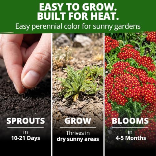 HOME GROWN Red Yarrow Seeds, 2,000 Seeds, Achillea millefolium - Image 4