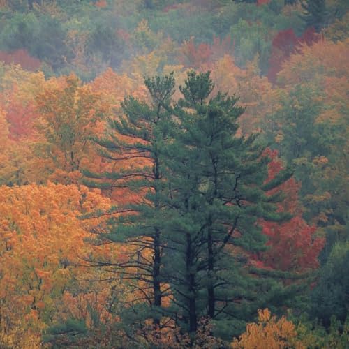 White Pine Live Tree Seedlings Plug | 6"-12" | Arbor Day Foundation - (Due to Agricultural Laws, Unavailable to AZ, CA, ID, ME, MT, OR or UT) (10-Pack) - Image 6